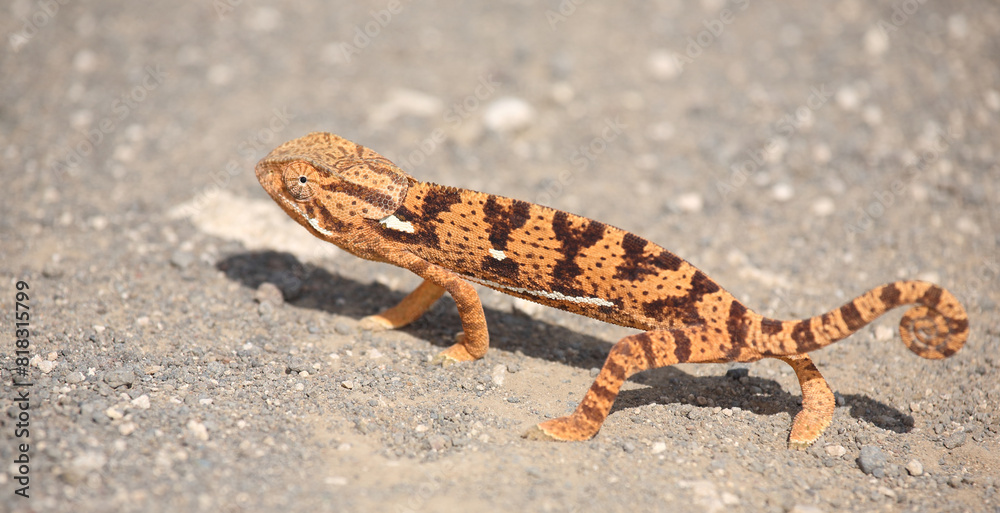 Fototapeta premium Lappenchamäleon / Flap-necked chameleon / Chamaeleo dilepis.