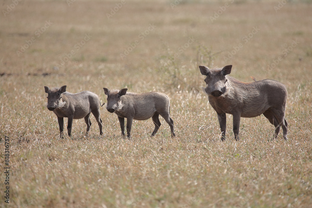 Fototapeta premium Warzenschwein / Warthog / Phacochoerus africanus..