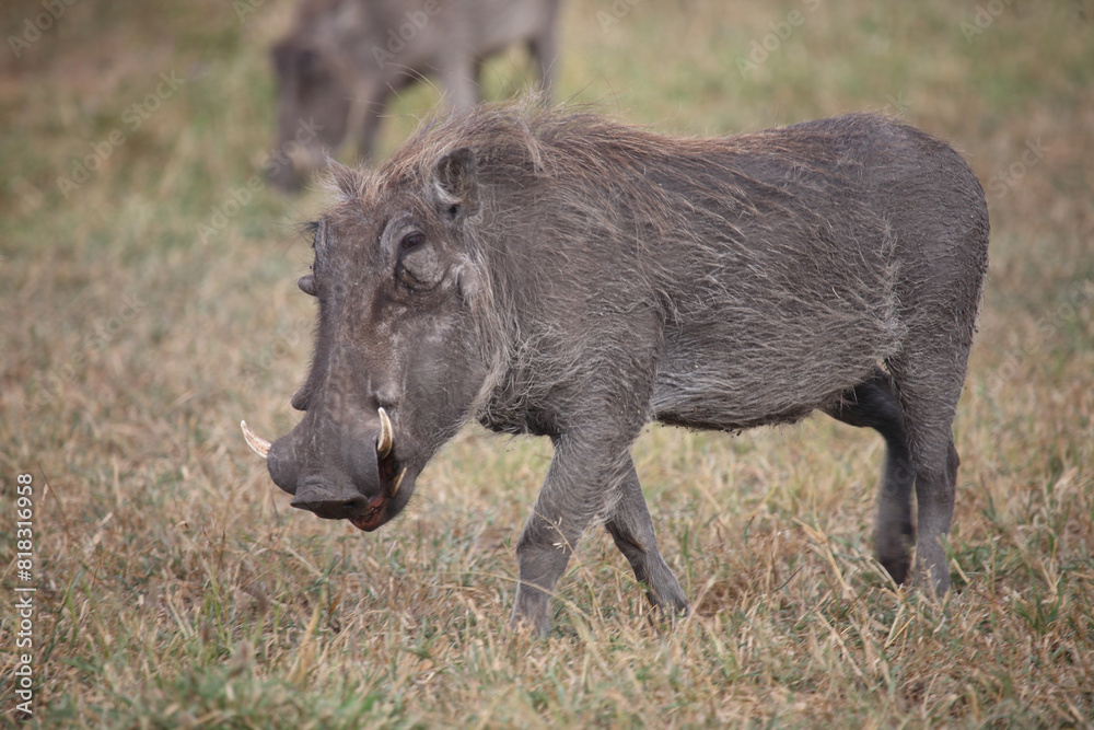 Warzenschwein / Warthog / Phacochoerus africanus Warzenschwein / Warthog / Phacochoerus africanus