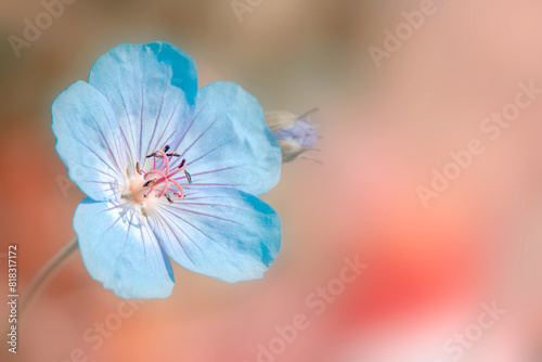Close up view of Geranium Rozanne flower with shallow depth of field. photo