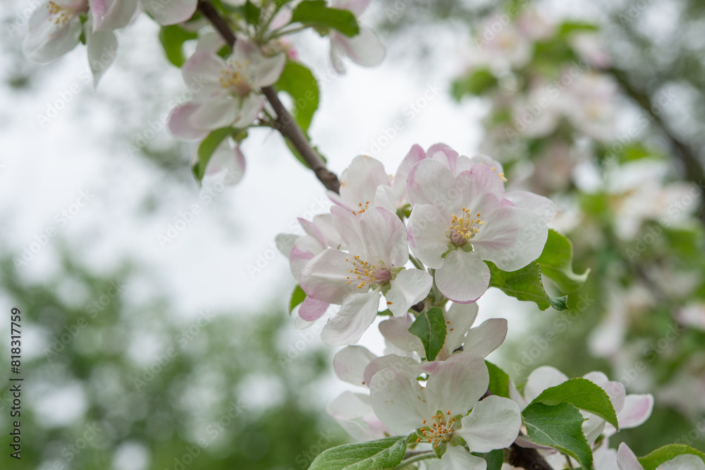 apple blossoms on a defocused mottled gray sky apple blossoms on a defocused mottled gray sky