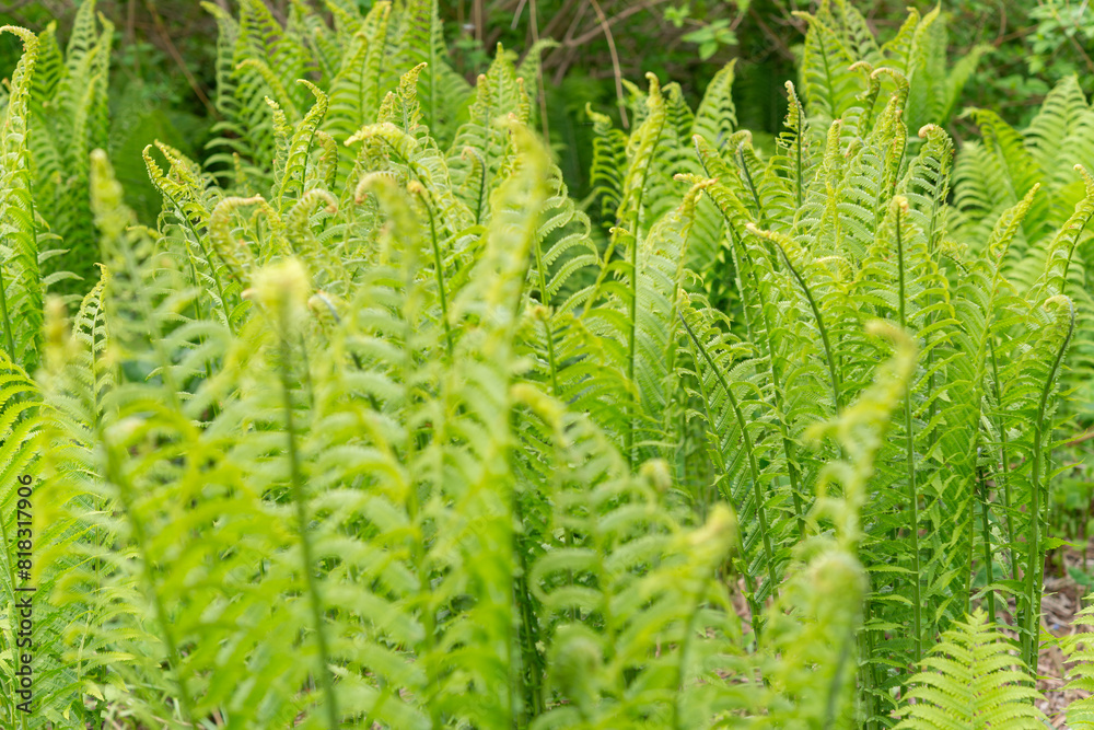 shallow depth of field focus on common garden ferns in spring on an overcast day shallow depth of field focus on common garden ferns in spring on an overcast day
