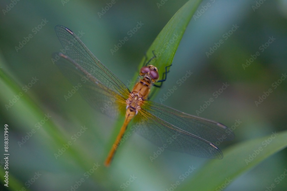 Dragonfly Dragonfly