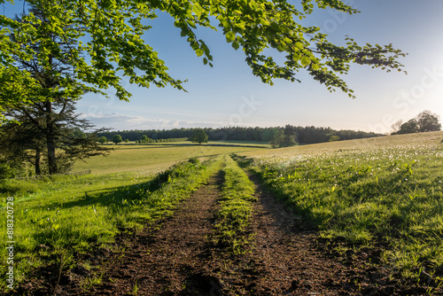 meadow in the countryside