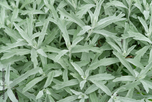 White Sage Artemisia ludoviciana gnaphalodes close-up photo