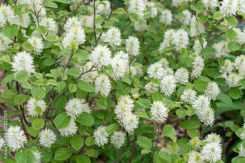 Fototapeta Naklejka Na Ścianę i Meble -  Fothergilla, a deciduous shrub with springtime display of fluffy, bottlebrush-like white flowers