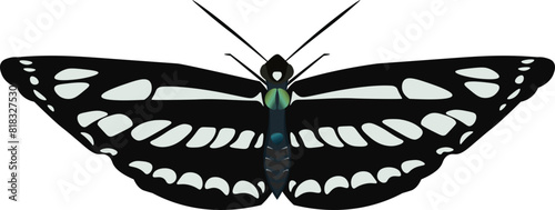 Black Butterfly
