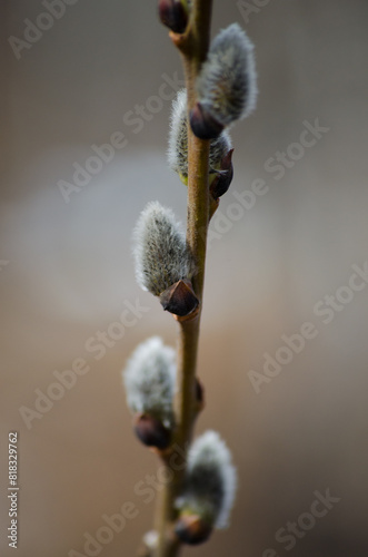 Willow twig