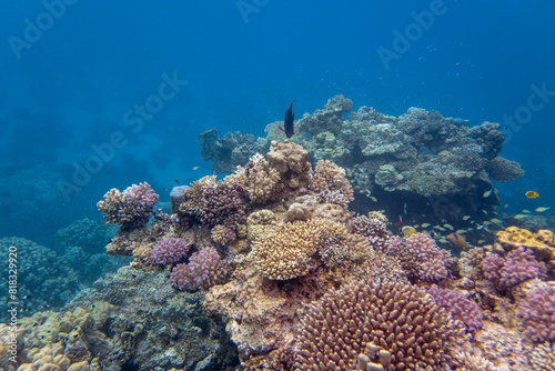 Fototapeta Naklejka Na Ścianę i Meble -  Colorful, picturesque coral reef at the bottom of tropical sea, hard corals, underwater landscape