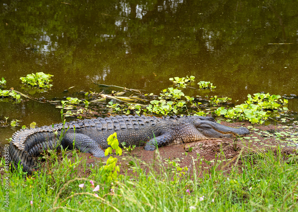 With one watchful eye open, an American alligator, Alligator mississippiensis, sleeps on the muddy shores of Elm Lake in Brazos Bend State Park, Texas. With one watchful eye open, an American alligator, Alligator mississippiensis, sleeps on the muddy shores of Elm Lake in Brazos Bend State Park, Texas.