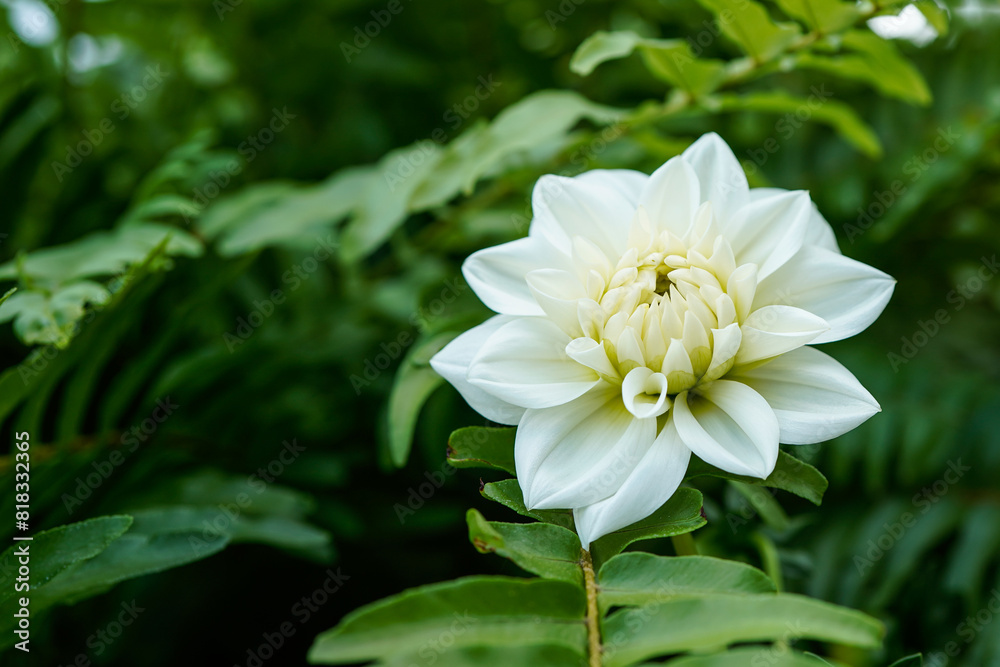 A single white dahlia flower with greenery as the background. Copy space available on the left. A single white dahlia flower with greenery as the background. Copy space available on the left.