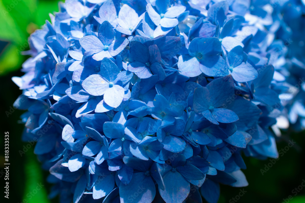 Hydrangea Bush Blooming Flowers in Spring Garden Hydrangea Bush Blooming Flowers in Spring Garden