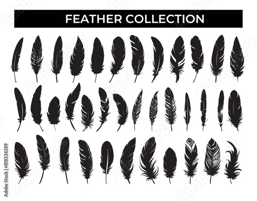 A Collection of Black Feathers on a White Background
