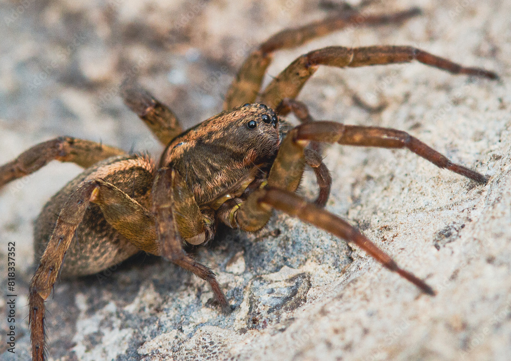 Marco photo of a Wolf Spider on a rock Marco photo of a Wolf Spider on a rock