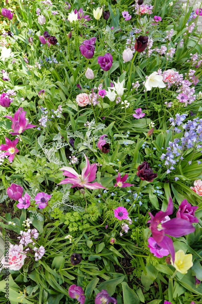 Parterre de fleurs diverses Parterre de fleurs diverses