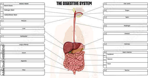 Digestive system labeled diagram, with a blank space for the description of each organ. The picture shows the significant structures of the digestive tract.