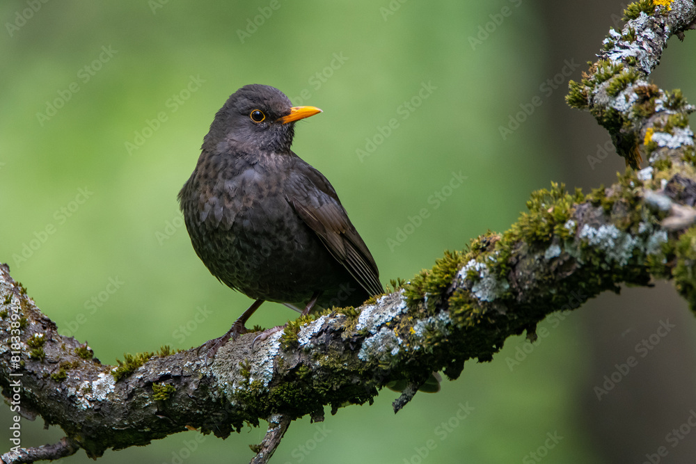 A blackbird on a beautiful branch with moss and lichen in the forest A blackbird on a beautiful branch with moss and lichen in the forest