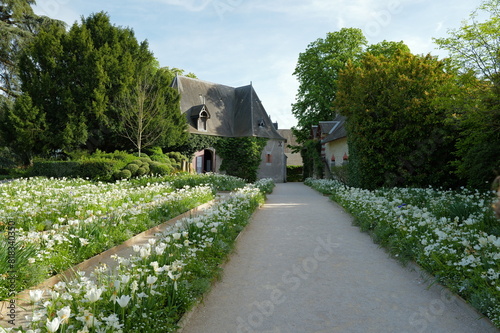 Parterre de tulipes blanches à Chaumont-Sur-Loire