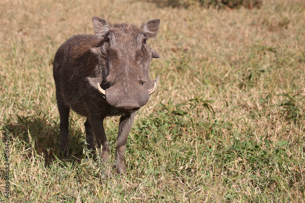 Warzenschwein / Warthog / Phacochoerus africanus Warzenschwein / Warthog / Phacochoerus africanus