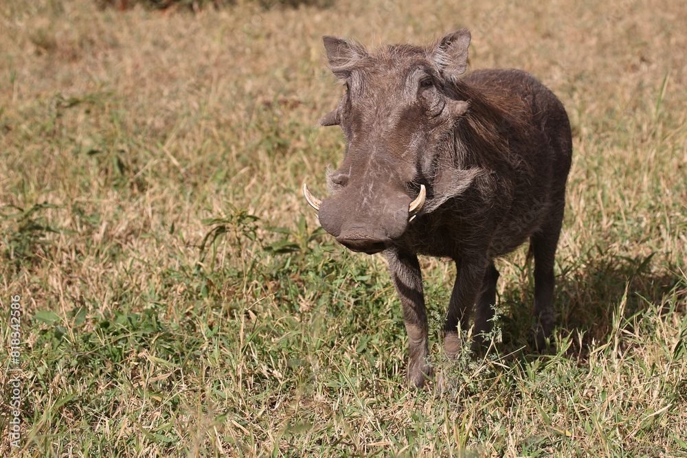 Warzenschwein / Warthog / Phacochoerus africanus Warzenschwein / Warthog / Phacochoerus africanus