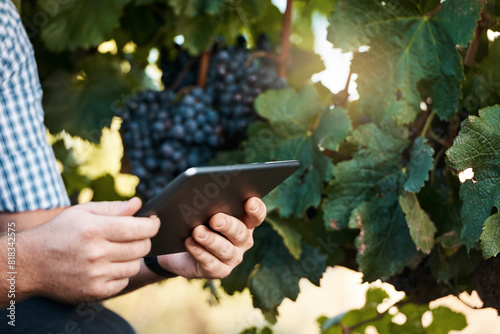 Hands, person and tablet in countryside for inspection on grapes, agriculture and information on harvesting. Nature, tech and farmer for digital research, sustainability and winery farm in Italy photo