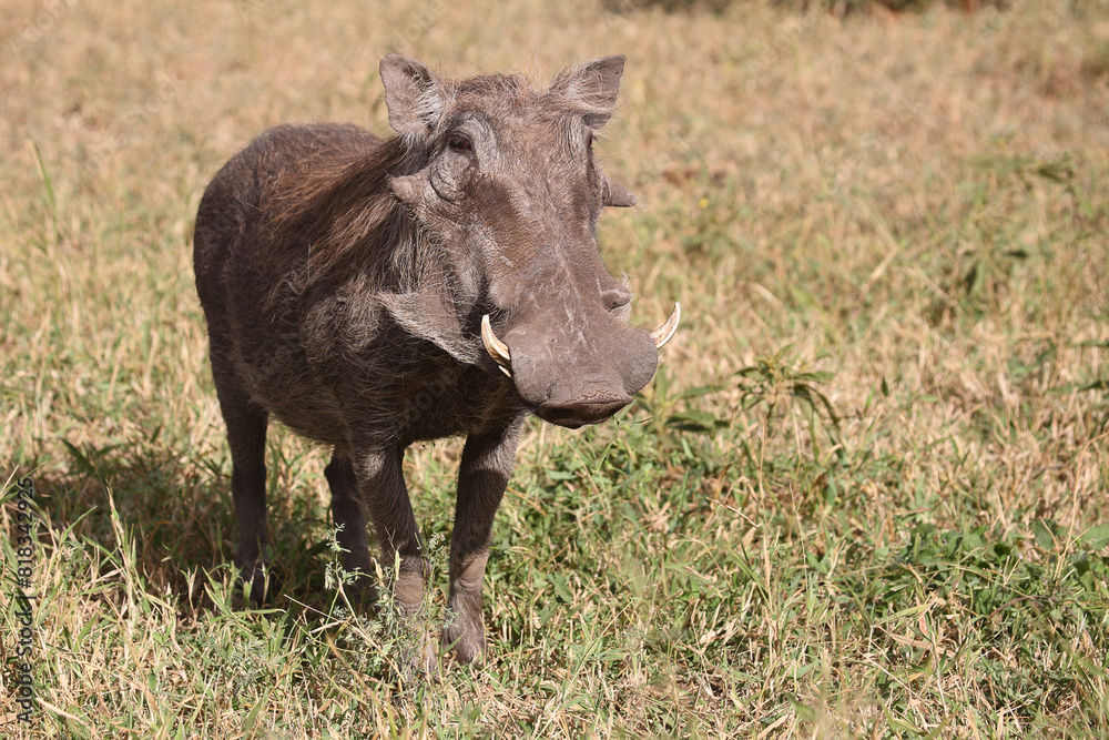 Warzenschwein / Warthog / Phacochoerus africanus Warzenschwein / Warthog / Phacochoerus africanus