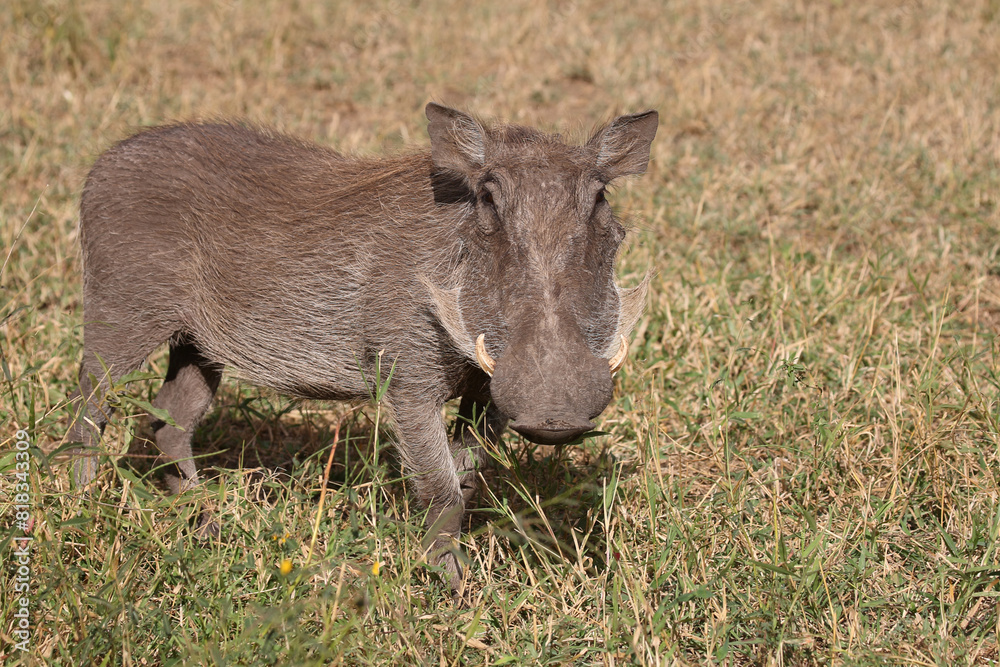 Warzenschwein / Warthog / Phacochoerus africanus Warzenschwein / Warthog / Phacochoerus africanus