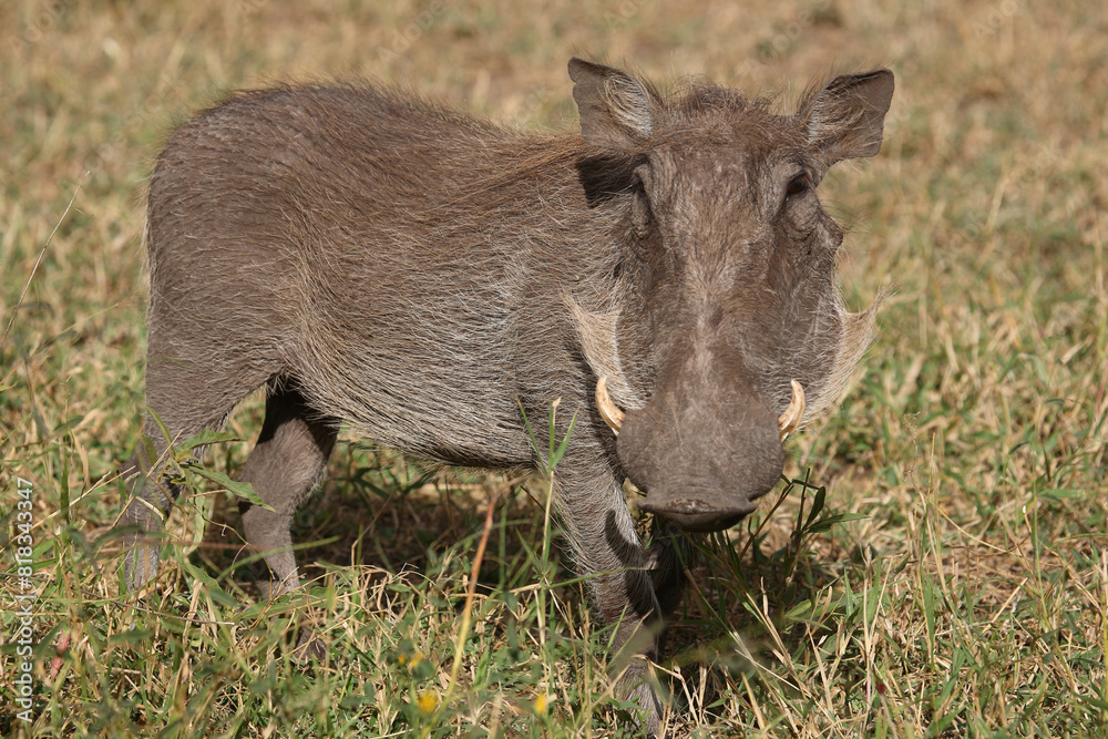 Warzenschwein / Warthog / Phacochoerus africanus Warzenschwein / Warthog / Phacochoerus africanus