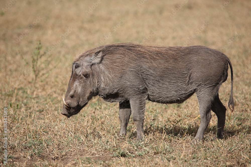 Warzenschwein / Warthog / Phacochoerus africanus Warzenschwein / Warthog / Phacochoerus africanus
