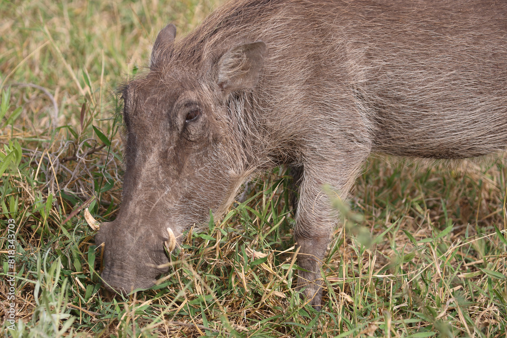 Warzenschwein / Warthog / Phacochoerus africanus Warzenschwein / Warthog / Phacochoerus africanus