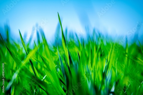 green young wheat plants and blue sky