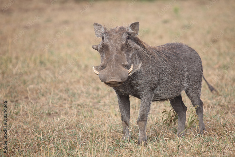 Warzenschwein / Warthog / Phacochoerus africanus Warzenschwein / Warthog / Phacochoerus africanus