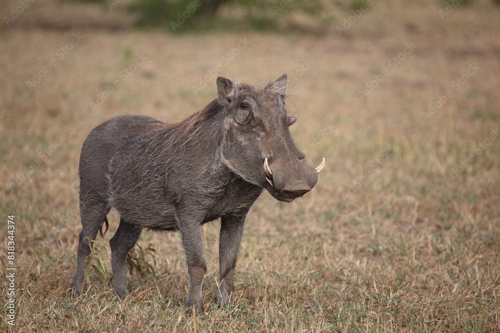 Warzenschwein / Warthog / Phacochoerus africanus Warzenschwein / Warthog / Phacochoerus africanus