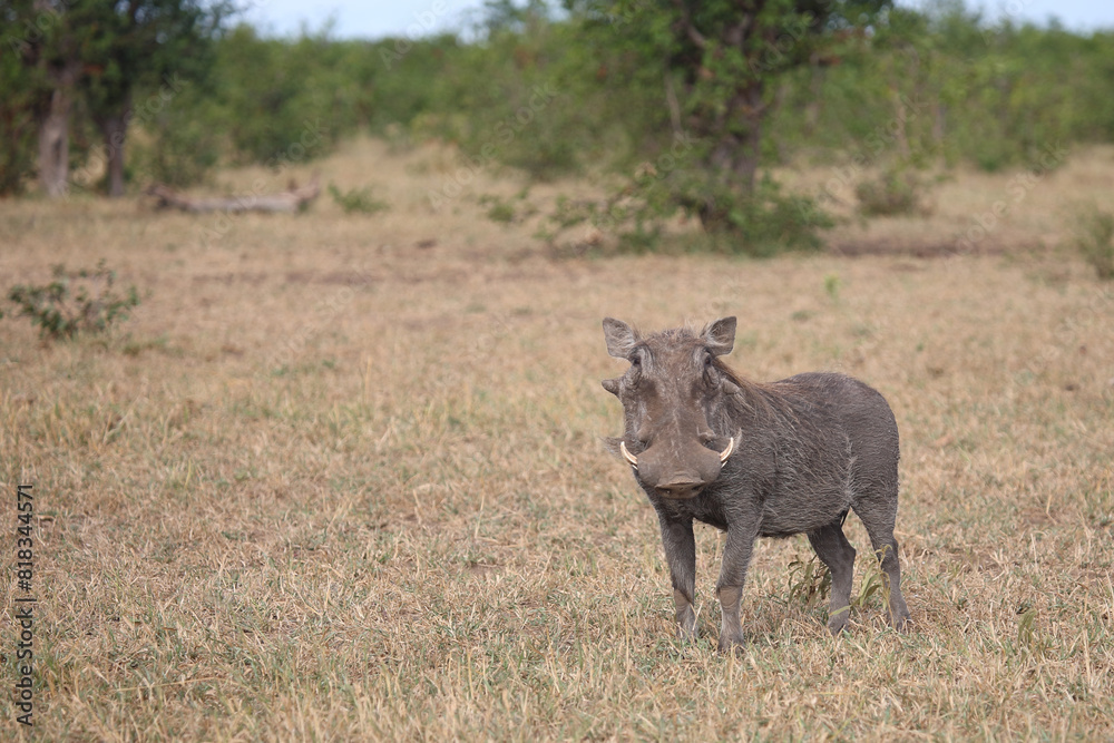 Warzenschwein / Warthog / Phacochoerus africanus Warzenschwein / Warthog / Phacochoerus africanus
