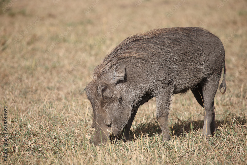 Warzenschwein / Warthog / Phacochoerus africanus Warzenschwein / Warthog / Phacochoerus africanus