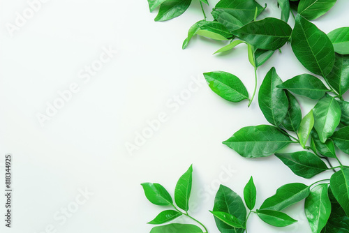 Green plant with leaves on white background  perfect for botanical designs  nature concepts  health and wellness graphics  or environmental themes.