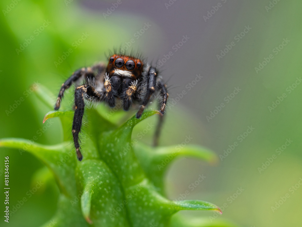 Saphrys Rusticana is a genus of spiders in the family Salticidae Saphrys Rusticana is a genus of spiders in the family Salticidae
