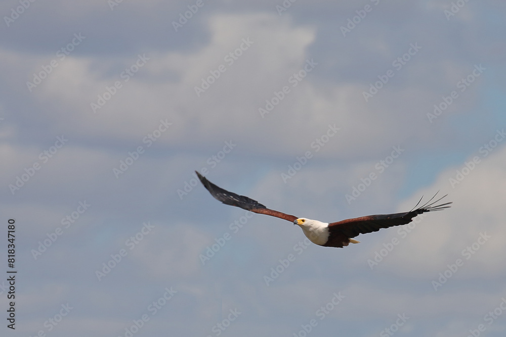 Afrikanischer Schreiseeadler / African fish-eagle / Haliaeetus vocifer..