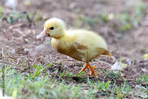 The baby Muscovy duck also knows Pato-do-mato. Species Cairina moschata. Baby duck native to the Americas. Wild animals. Animal world.