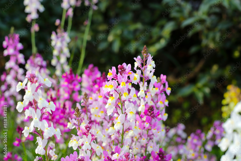 Fototapeta premium Linaria flower in the garden