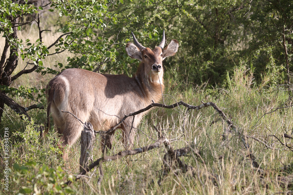 Wasserbock / Waterbuck / Kobus ellipsiprymnus.. Wasserbock / Waterbuck / Kobus ellipsiprymnus..