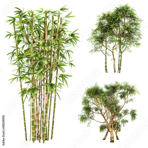 Bamboo collage images. Isolated On Transparent Background