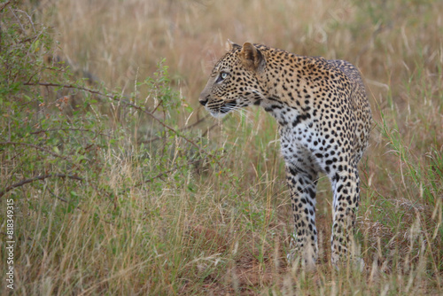 Leopard / Leopard / Panthera pardus. © Ludwig