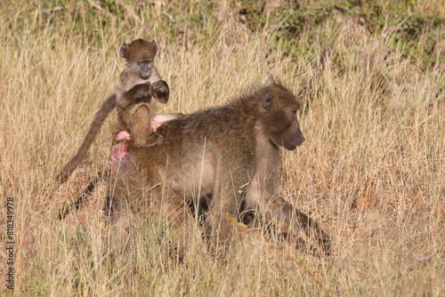 Bärenpavian / Chacma baboon / Papio ursinus