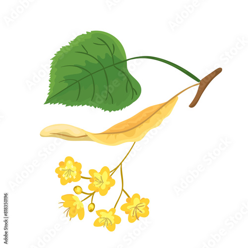Botanic linden tree branch with blooming flowers