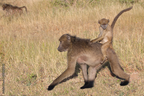 Bärenpavian / Chacma baboon / Papio ursinus