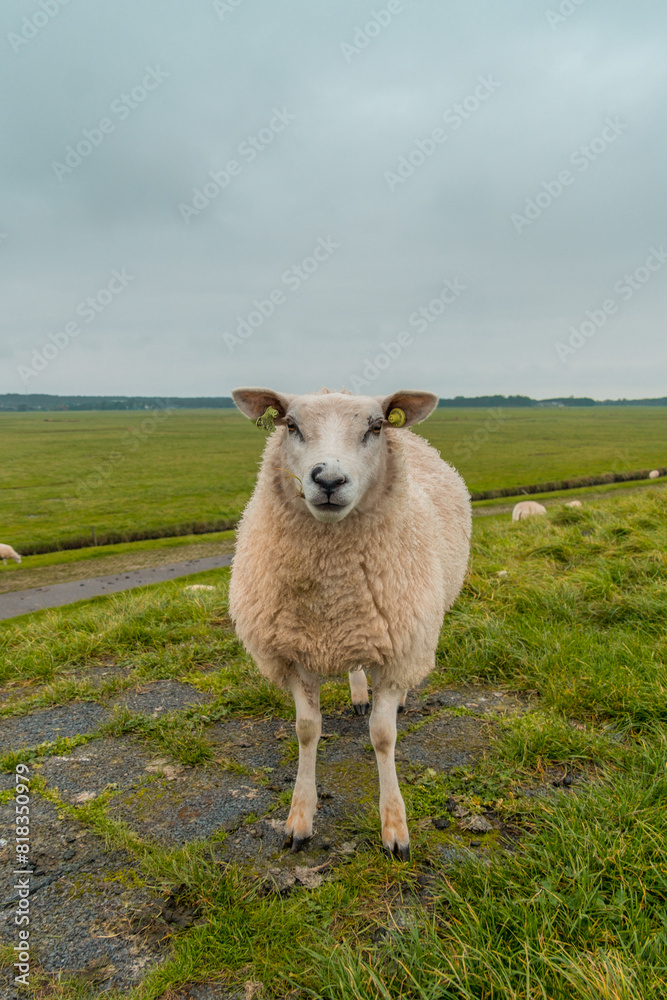 Sheep at Terschelling island in the Wadden Sea - Holland or the Netherlands Sheep at Terschelling island in the Wadden Sea - Holland or the Netherlands