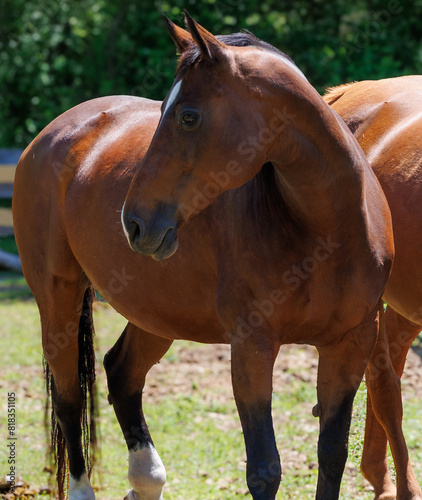 portrait of a broodmare photo