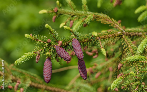A close up of a shortstraw pine cone on a tree branch