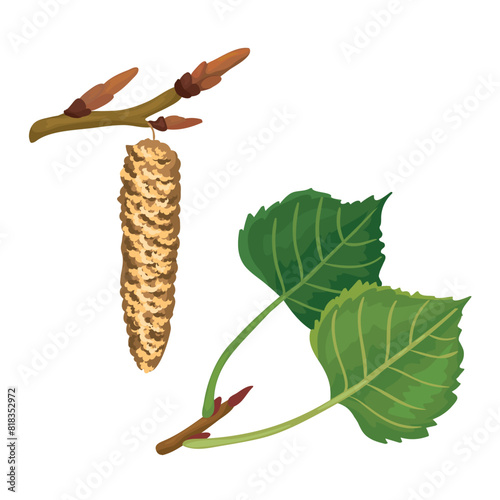 Botanic poplar branch and leaf with inflorescence